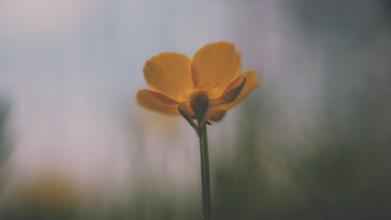 Wallpaper flower, petals, blur, dark