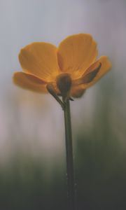 Preview wallpaper flower, petals, blur, dark