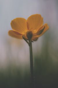 Preview wallpaper flower, petals, blur, dark