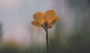 Preview wallpaper flower, petals, blur, dark