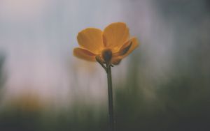 Preview wallpaper flower, petals, blur, dark