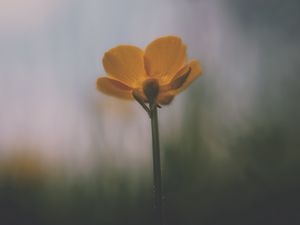 Preview wallpaper flower, petals, blur, dark