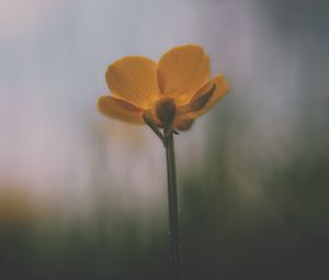 Preview wallpaper flower, petals, blur, dark