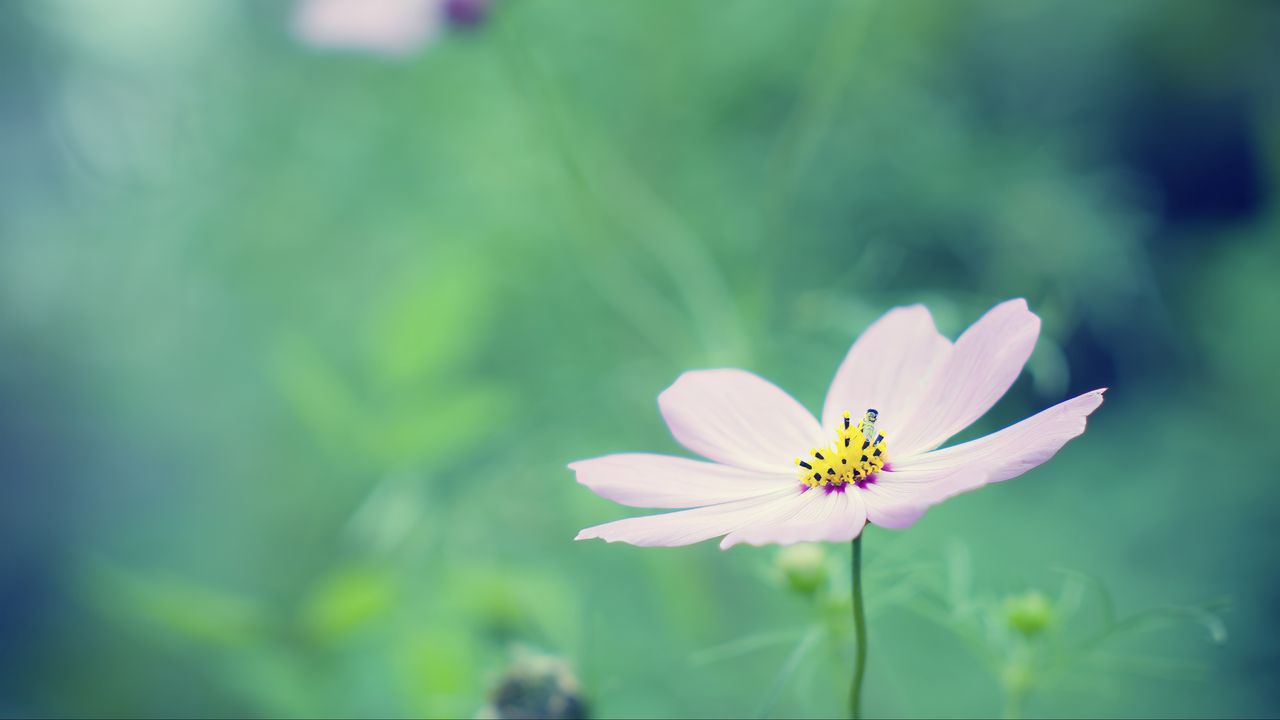 Wallpaper flower, petals, blur, summer