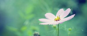 Preview wallpaper flower, petals, blur, summer