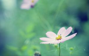 Preview wallpaper flower, petals, blur, summer