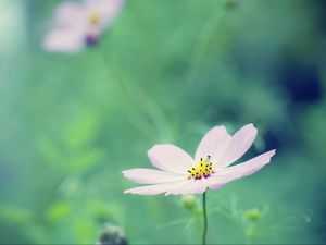 Preview wallpaper flower, petals, blur, summer