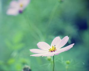 Preview wallpaper flower, petals, blur, summer