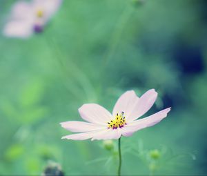 Preview wallpaper flower, petals, blur, summer