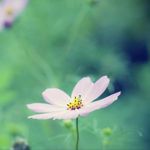 Preview wallpaper flower, petals, blur, summer