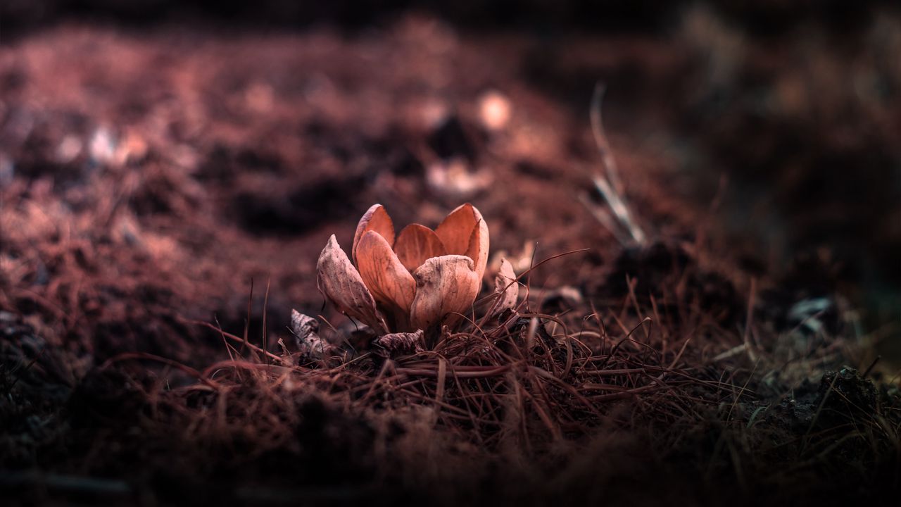 Wallpaper flower, petals, blur, grass