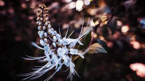 Preview wallpaper flower, petals, blur, macro, white