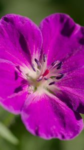 Preview wallpaper flower, petals, blur, purple, macro