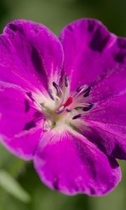 Preview wallpaper flower, petals, blur, purple, macro