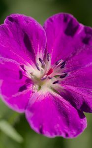 Preview wallpaper flower, petals, blur, purple, macro