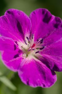 Preview wallpaper flower, petals, blur, purple, macro
