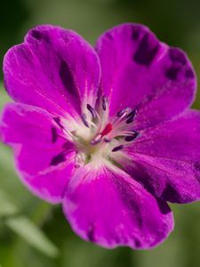 Preview wallpaper flower, petals, blur, purple, macro