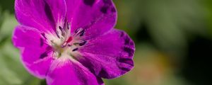 Preview wallpaper flower, petals, blur, purple, macro