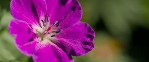 Preview wallpaper flower, petals, blur, purple, macro