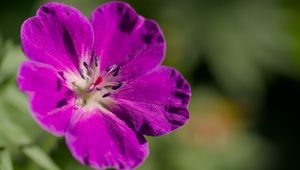 Preview wallpaper flower, petals, blur, purple, macro