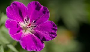 Preview wallpaper flower, petals, blur, purple, macro