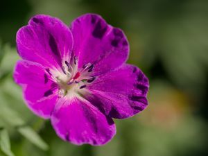 Preview wallpaper flower, petals, blur, purple, macro
