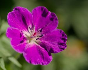 Preview wallpaper flower, petals, blur, purple, macro