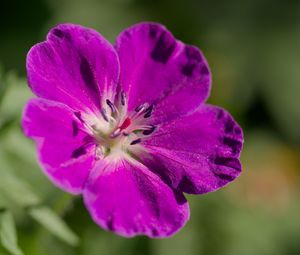 Preview wallpaper flower, petals, blur, purple, macro