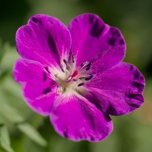 Preview wallpaper flower, petals, blur, purple, macro