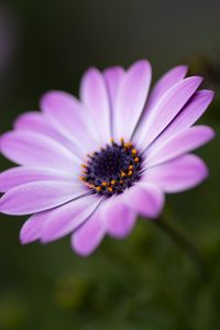 Preview wallpaper flower, petals, blur, macro