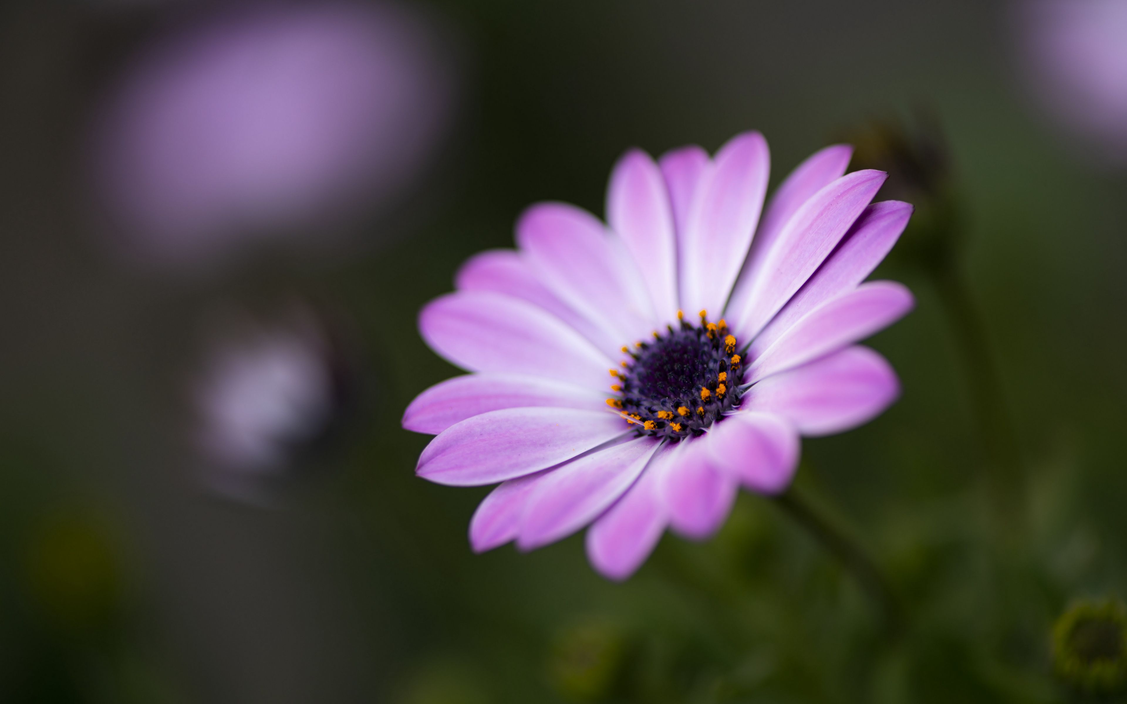 Download wallpaper 3840x2400 flower, petals, blur, macro 4k ultra hd 16 ...