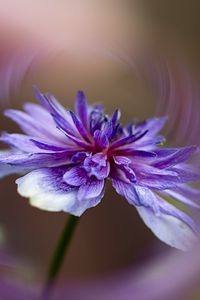 Preview wallpaper flower, petals, blur, macro, purple