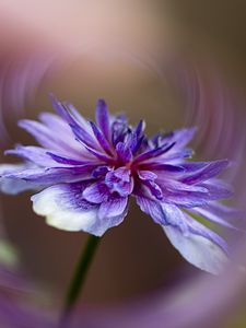 Preview wallpaper flower, petals, blur, macro, purple