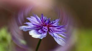 Preview wallpaper flower, petals, blur, macro, purple