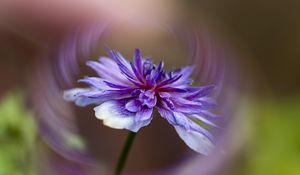 Preview wallpaper flower, petals, blur, macro, purple