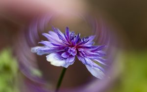 Preview wallpaper flower, petals, blur, macro, purple