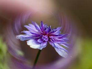 Preview wallpaper flower, petals, blur, macro, purple