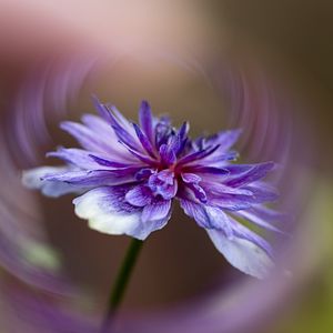 Preview wallpaper flower, petals, blur, macro, purple