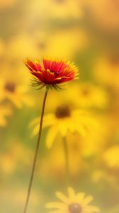 Preview wallpaper flower, petals, blur, yellow