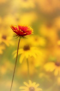 Preview wallpaper flower, petals, blur, yellow