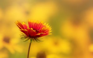 Preview wallpaper flower, petals, blur, yellow