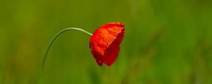 Preview wallpaper flower, petals, blur, red, green