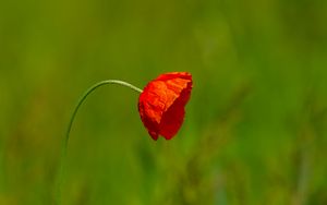 Preview wallpaper flower, petals, blur, red, green