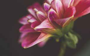 Preview wallpaper flower, petals, blur, pink, macro
