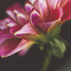 Preview wallpaper flower, petals, blur, pink, macro