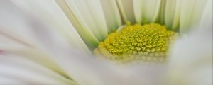 Preview wallpaper flower, petals, blur, white