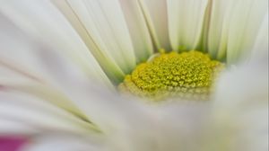 Preview wallpaper flower, petals, blur, white