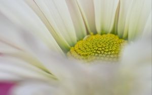 Preview wallpaper flower, petals, blur, white