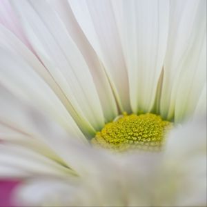 Preview wallpaper flower, petals, blur, white