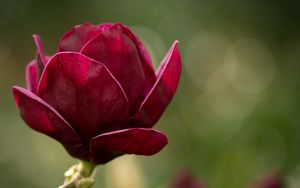 Preview wallpaper flower, petals, blurring